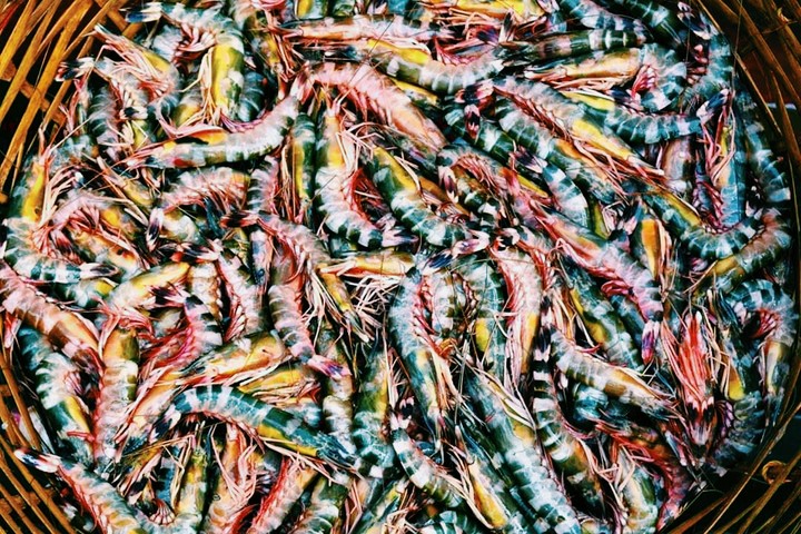 Colourful Prawns