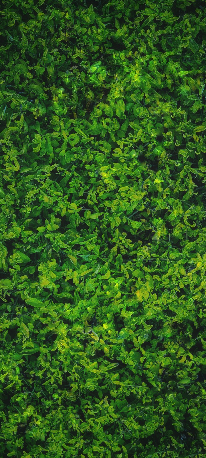 Rich Green
