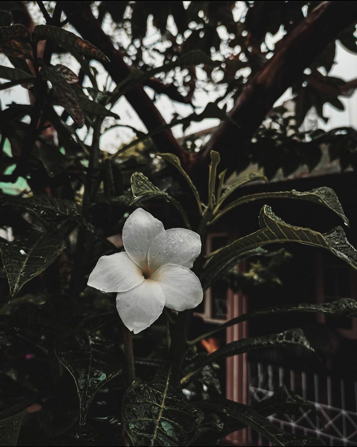 Flower