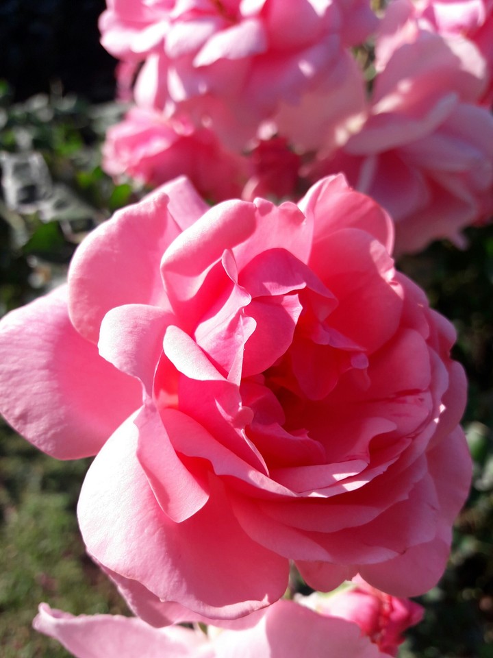 Flowers in the garden