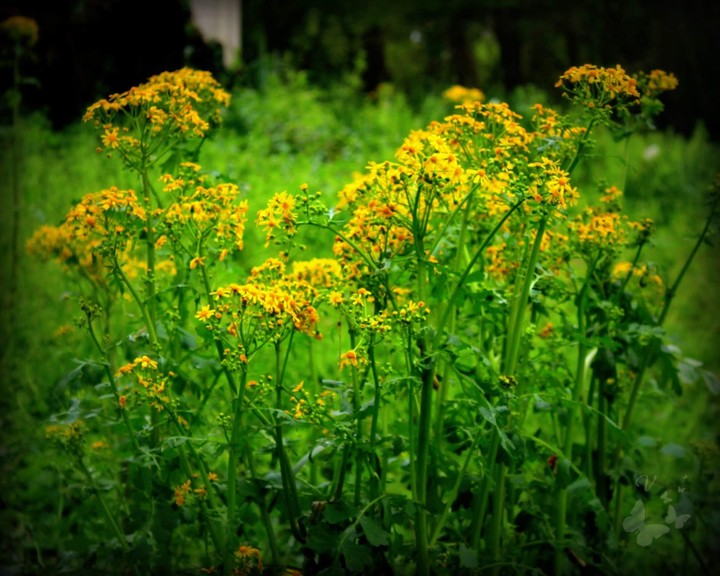 wildflowers