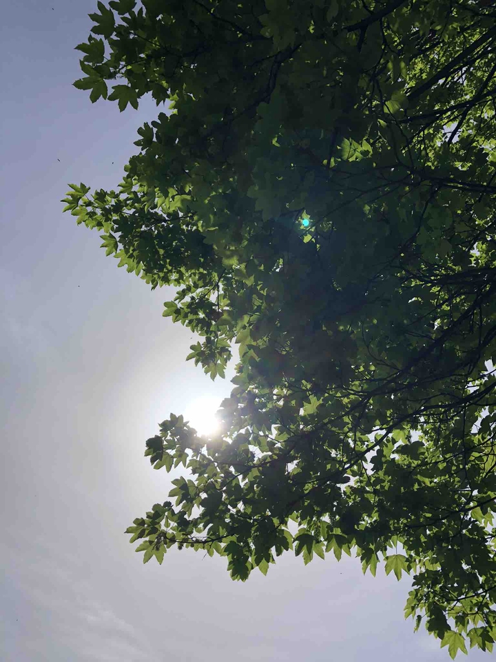 Sunshine