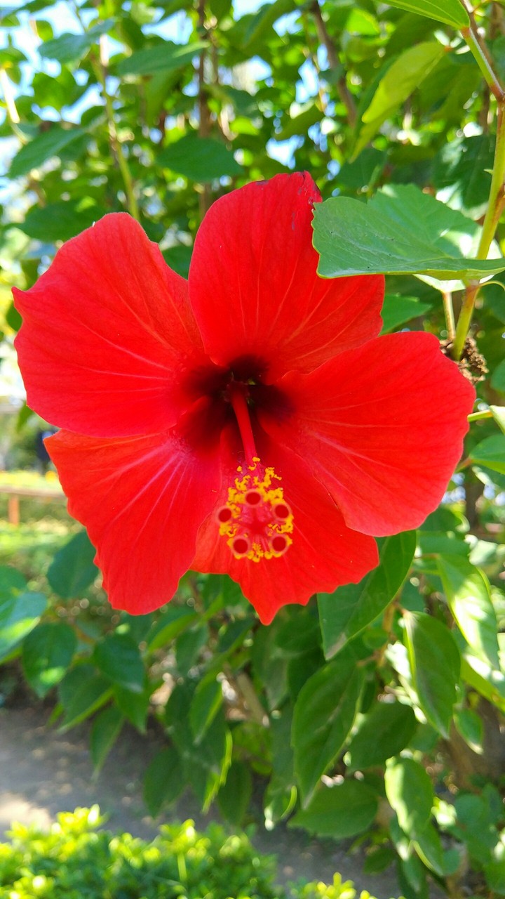 Red Flower