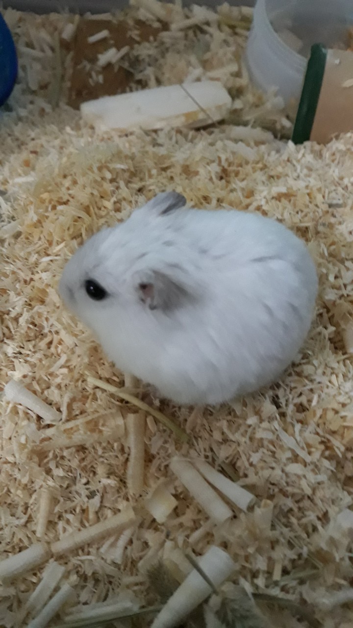 햄스터