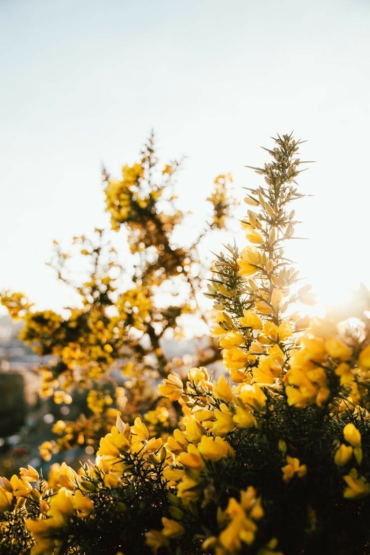 yellow flower