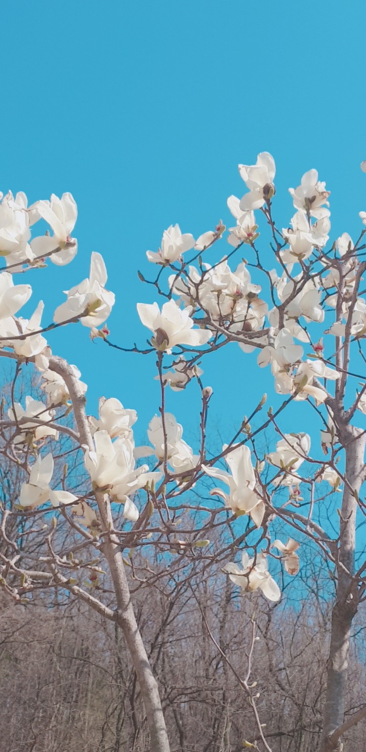 봄 꽃 spring flower