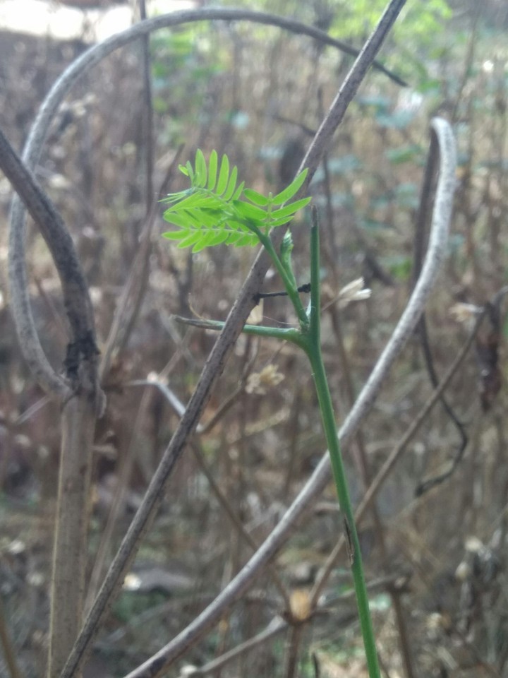 LeaF