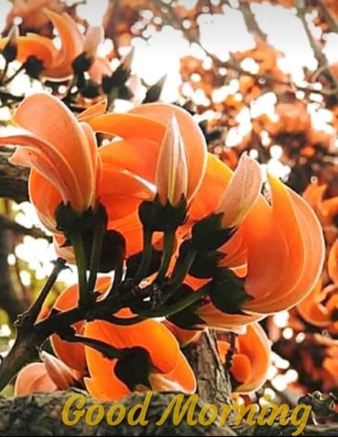 good morning  everyone