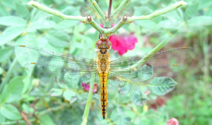 dragonfly
