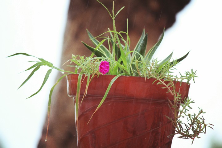 flower