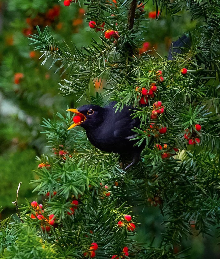 Blackbird & berries