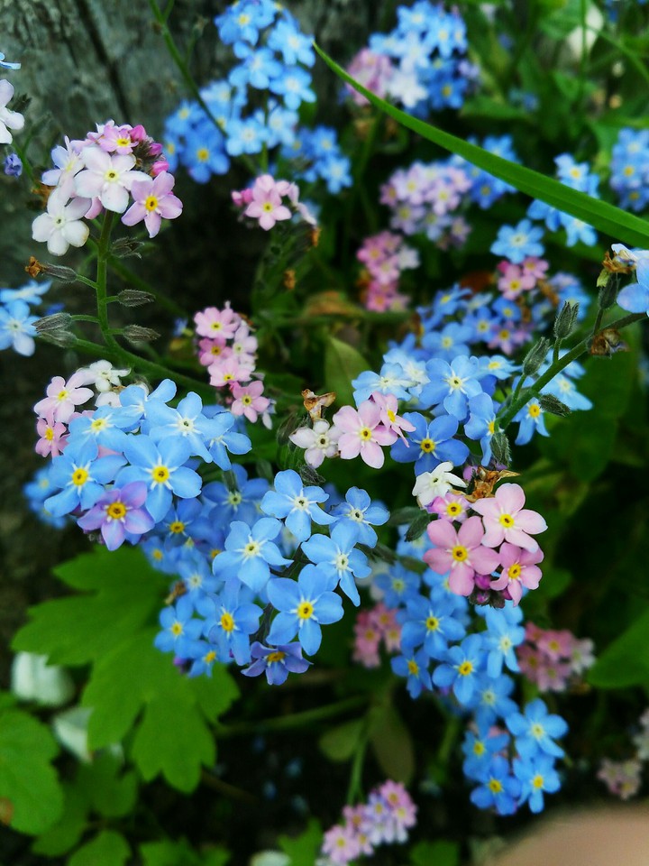 Flowers