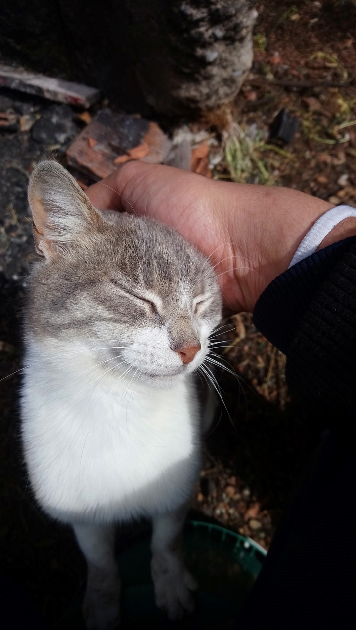 cat