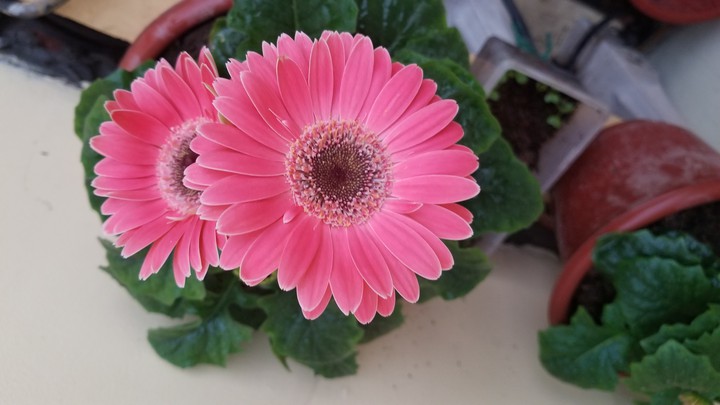 flower