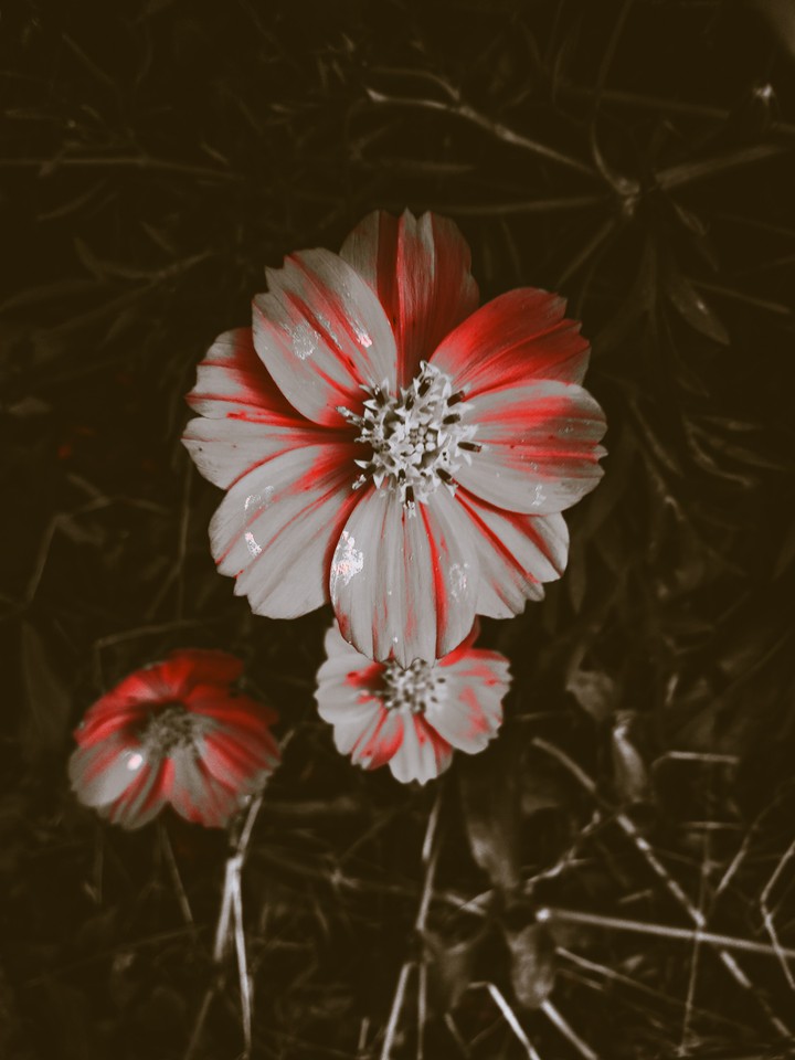 flowers
