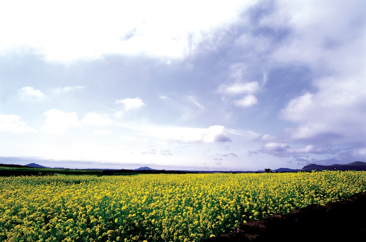 Scenics