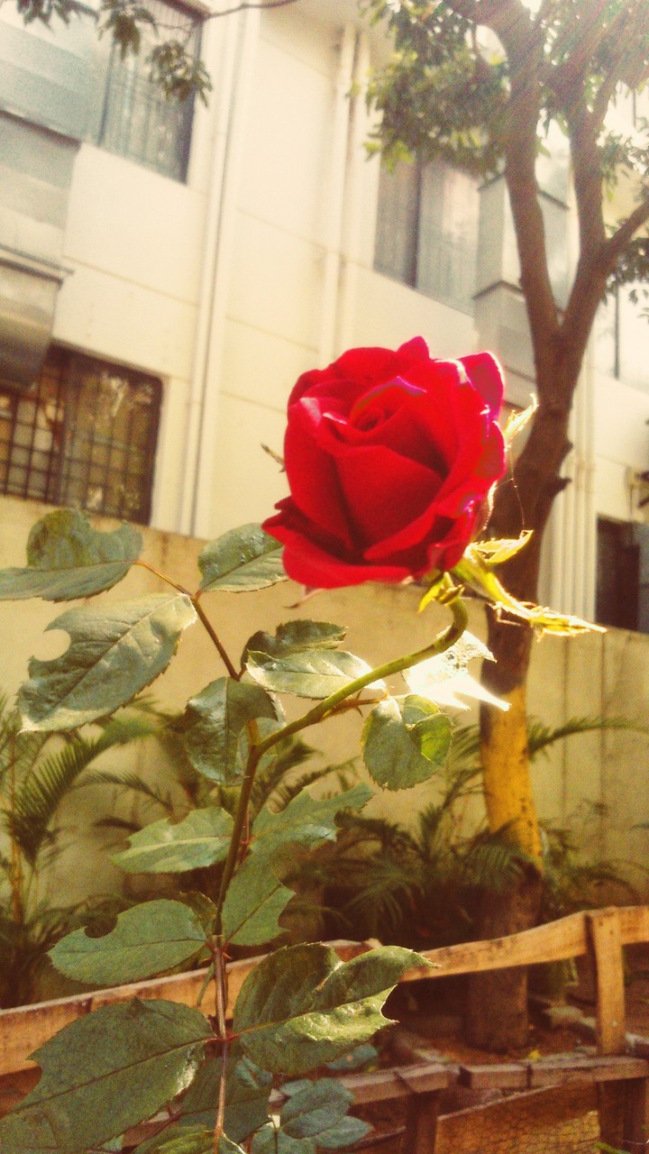 rose