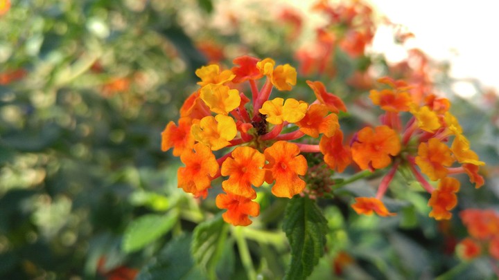 Orange Flower
