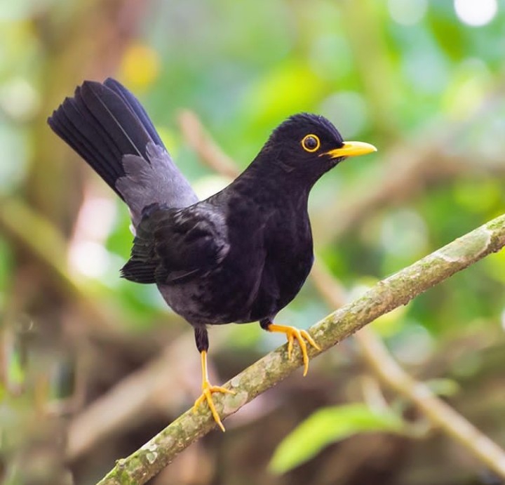 Bird