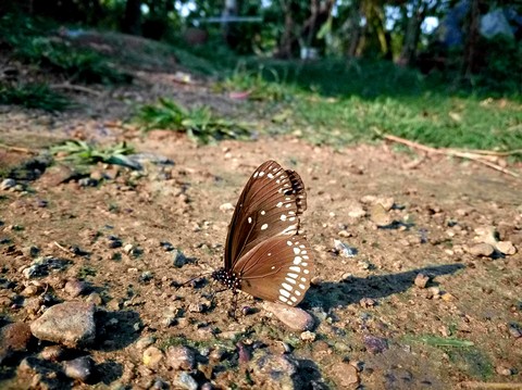 #ari_clicked