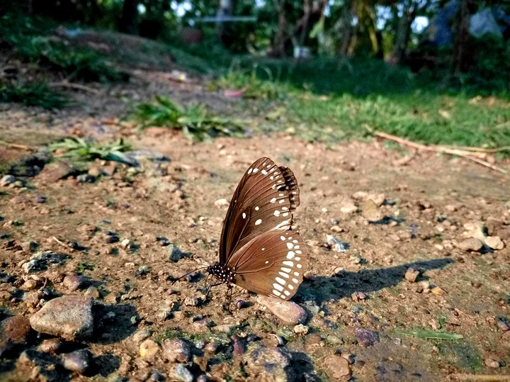 #ari_clicked