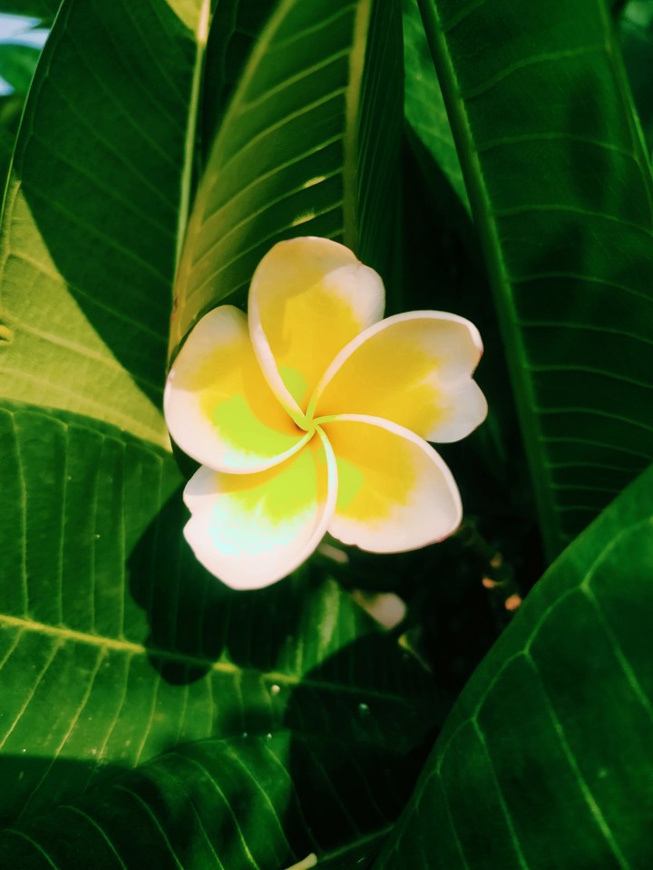 #flower