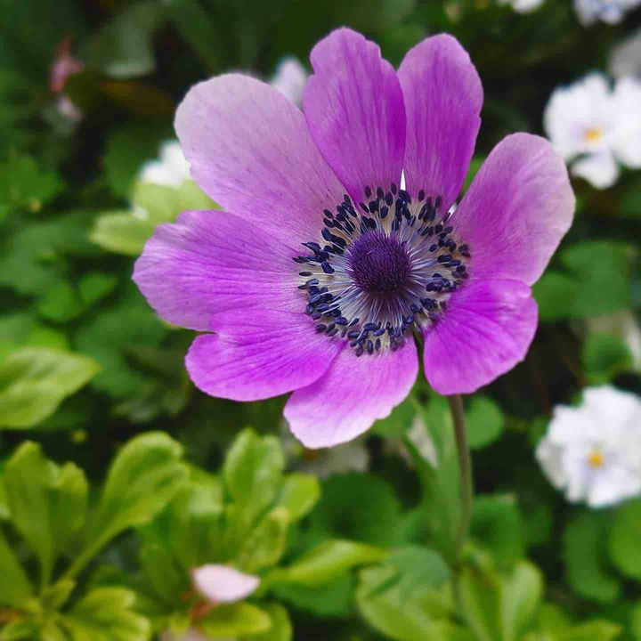 Anemone