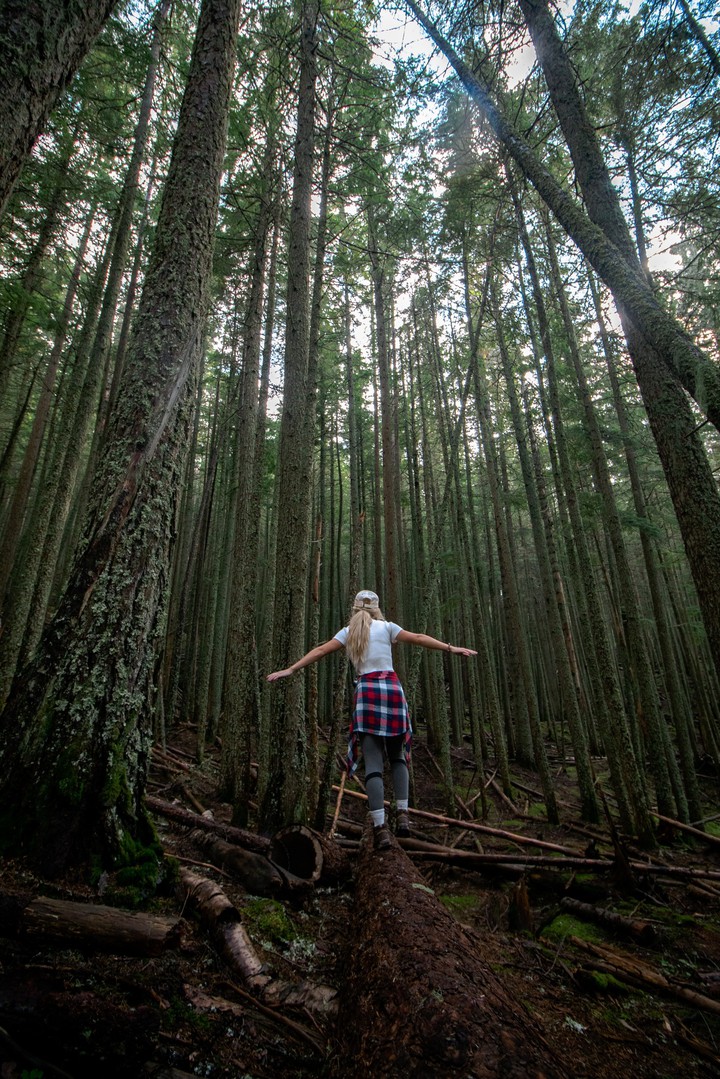 forest