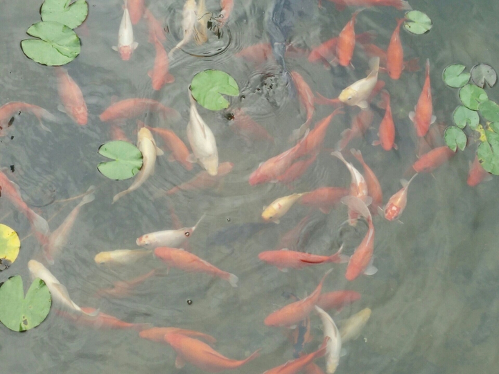Koi's