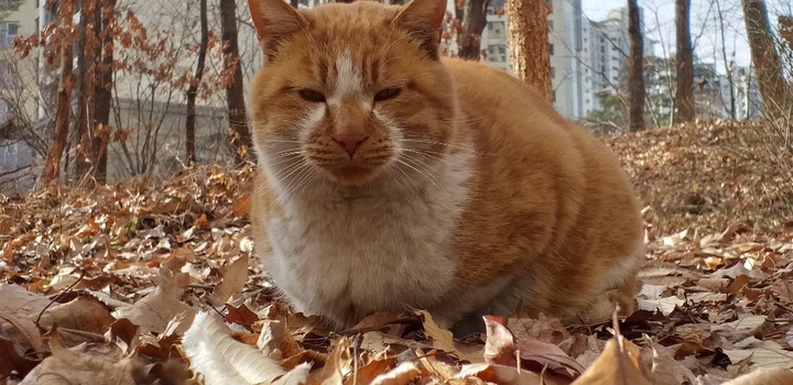 cat