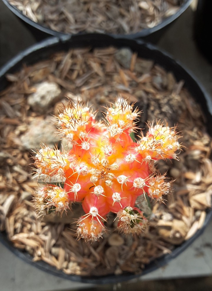 Cactus #3