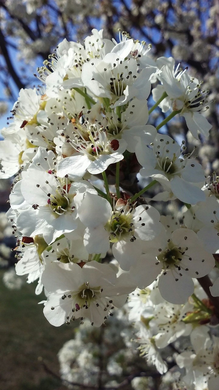 pear tree blooms