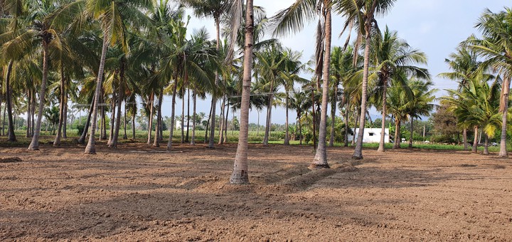 coconut tree