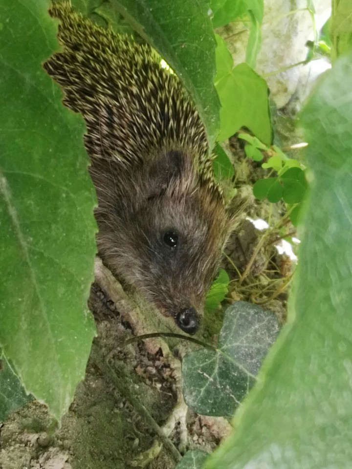 Little hedgehog