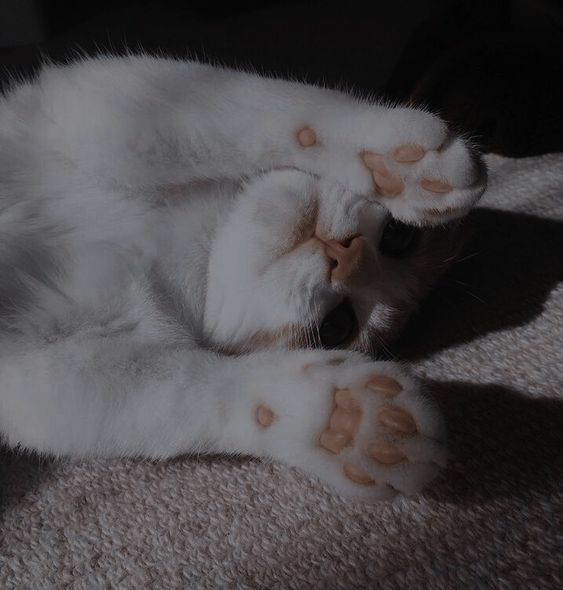 cat ♡
