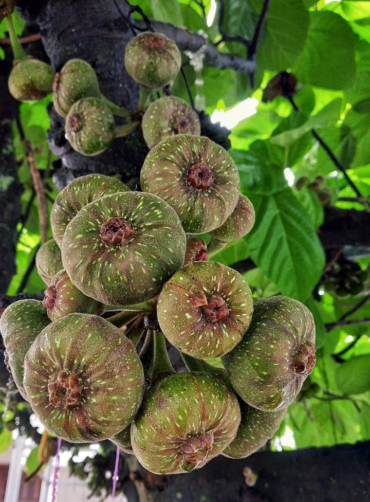 fruit