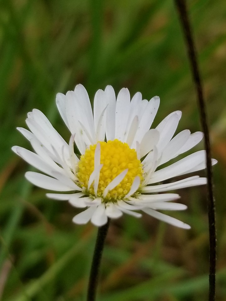daisy happiness 11