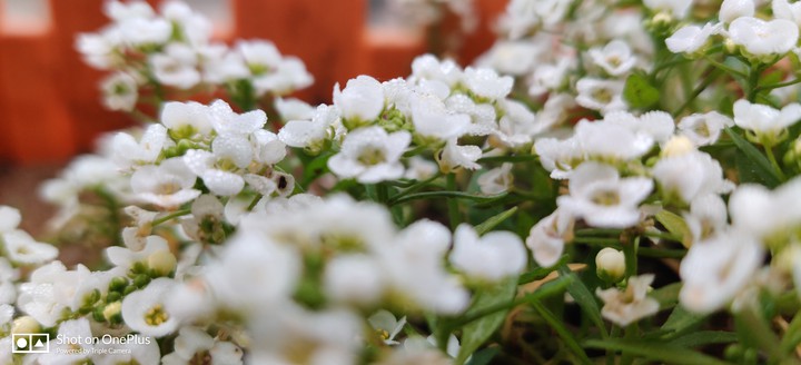 beautiful flowers