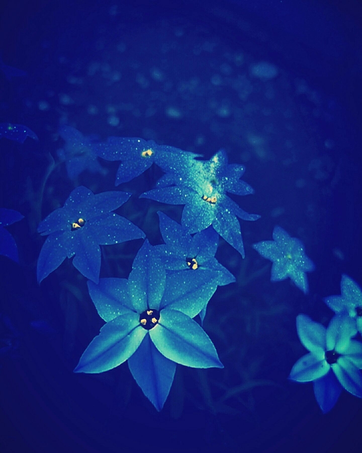 Galaxy star flower