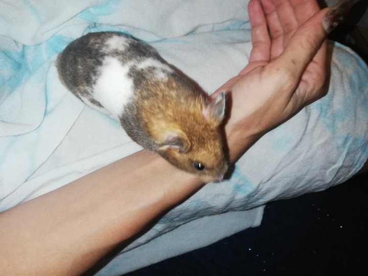 mein kleiner Freund Mollino