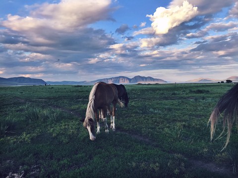 Horse