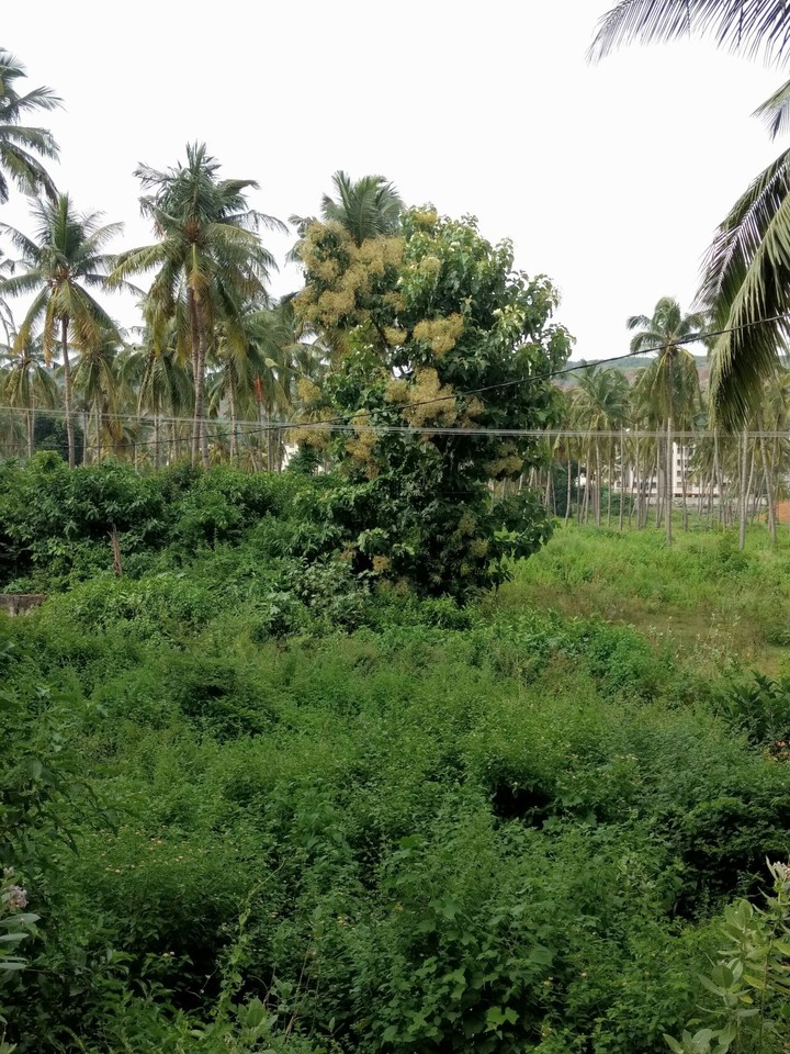 teak tree in full bloom