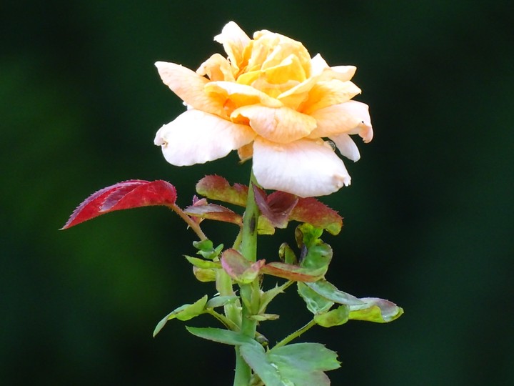 rose
