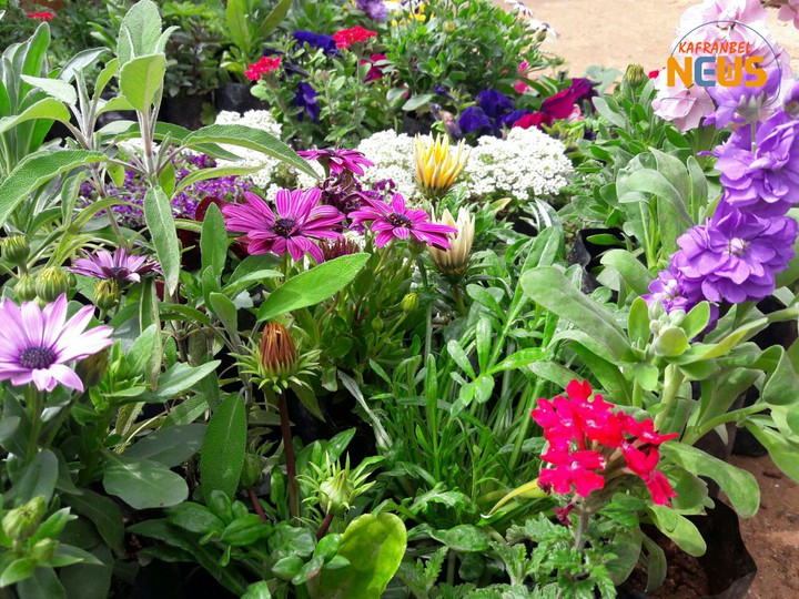 flowers