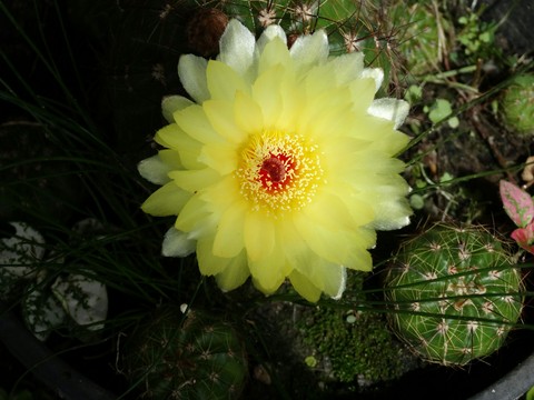 tapety natural, plant
