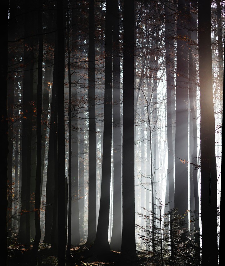Sunlight