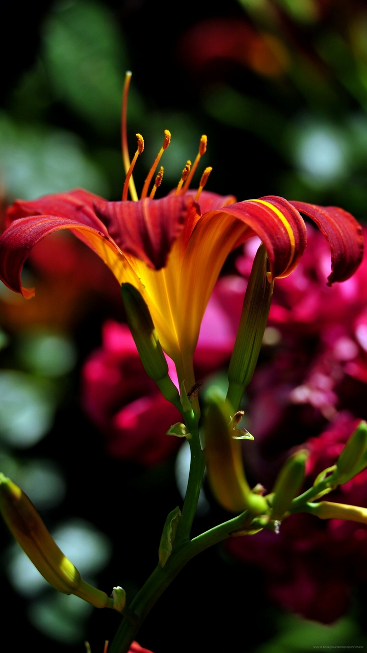 flower