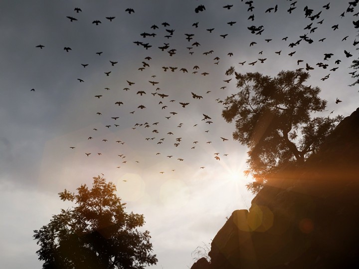 Birds