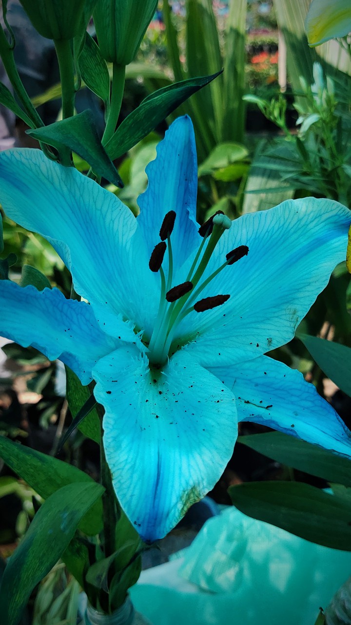 flower | blue flowers