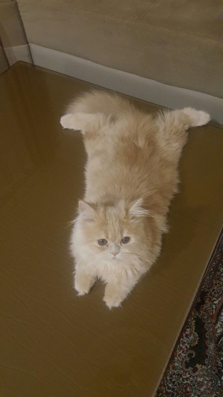 kitty